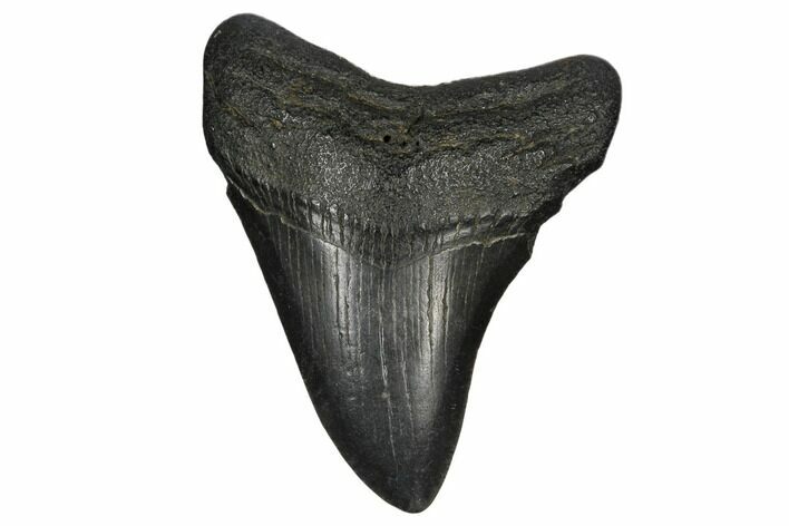 Juvenile Megalodon Tooth - South Carolina #170404